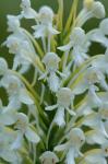 Platanthera blephariglottis (Willd.) Lindl.