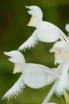 Platanthera blephariglottis (Willd.) Lindl.
