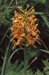 Platanthera ciliaris (L.) Lindl.