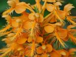 Platanthera ciliaris (L.) Lindl.