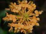 Platanthera ciliaris (L.) Lindl.