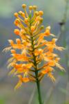 Platanthera ciliaris (L.) Lindl.