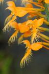 Platanthera ciliaris (L.) Lindl.