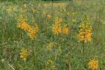 Platanthera ciliaris (L.) Lindl.