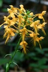 Platanthera ciliaris (L.) Lindl.
