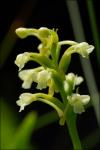 Platanthera clavellata (Michx.) Luer
