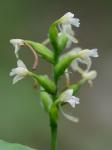 Platanthera clavellata (Michx.) Luer