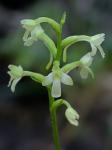 Platanthera clavellata (Michx.) Luer