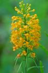 Platanthera cristata (Michx.) Lindl.