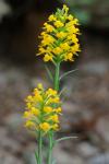 Platanthera cristata (Michx.) Lindl.