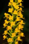 Platanthera cristata (Michx.) Lindl.