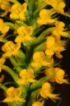 Platanthera cristata (Michx.) Lindl.
