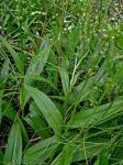 Platanthera flava (L.) Lindl. var. herbiola (R.Br. ex Ait.f.) Luer