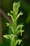 Platanthera flava (L.) Lindl. var. herbiola (R.Br. ex Ait.f.) Luer