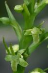 Platanthera flava (L.) Lindl. var. herbiola (R.Br. ex Ait.f.) Luer