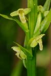 Platanthera flava (L.) Lindl. var. herbiola (R.Br. ex Ait.f.) Luer