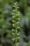 Platanthera flava (L.) Lindl. var. flava