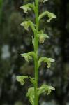 Platanthera flava (L.) Lindl. var. flava
