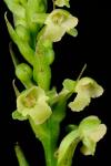 Platanthera flava (L.) Lindl. var. flava