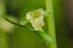 Platanthera flava (L.) Lindl. var. flava