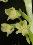 Platanthera flava (L.) Lindl. var. flava