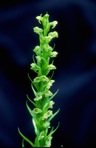 Platanthera flava (L.) Lindl.