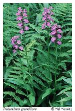 Platanthera grandiflora (Bigelow) Lindl.