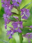 Platanthera grandiflora (Bigelow) Lindl.