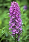 Platanthera grandiflora (Bigelow) Lindl.