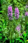 Platanthera grandiflora (Bigelow) Lindl.