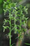 Platanthera lacera (Michx.) G. Don