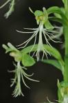Platanthera lacera (Michx.) G. Don
