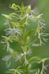 Platanthera lacera (Michx.) G. Don