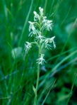 Platanthera lacera (Michx.) G. Don