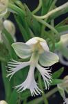 Platanthera leucophaea (Nutt.) Lindl.