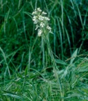 Platanthera leucophaea (Nutt.) Lindl.