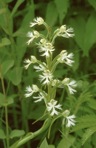 Platanthera leucophaea (Nutt.) Lindl.