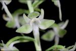 Platanthera orbiculata (Pursh) Lindl.
