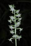 Platanthera orbiculata (Pursh) Lindl.