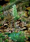 Platanthera orbiculata (Pursh) Lindl.