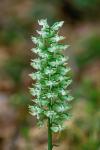 Platanthera orbiculata (Pursh) Lindl.