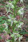 Platanthera orbiculata (Pursh) Lindl.