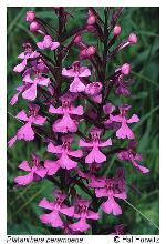 Platanthera peramoena (Gray) Gray