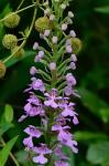 Platanthera peramoena (Gray) Gray
