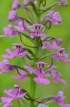 Platanthera peramoena (Gray) Gray