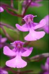 Platanthera peramoena (Gray) Gray
