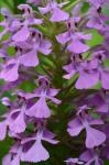 Platanthera peramoena (Gray) Gray