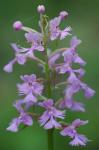 Platanthera psycodes (L.) Lindl.
