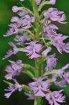 Platanthera psycodes (L.) Lindl.