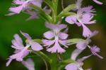 Platanthera psycodes (L.) Lindl.